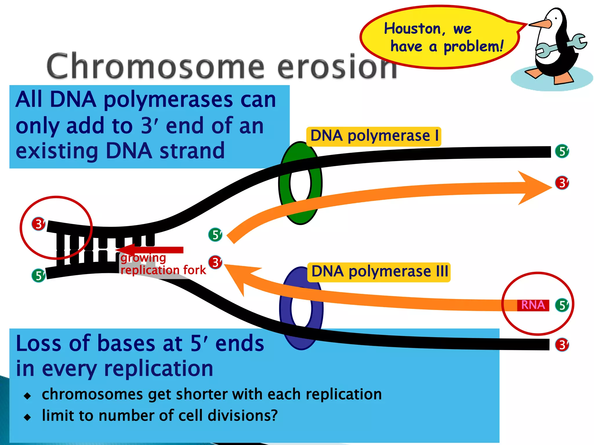Replication In Eukaryotes and Prokaryotes | PPTX
