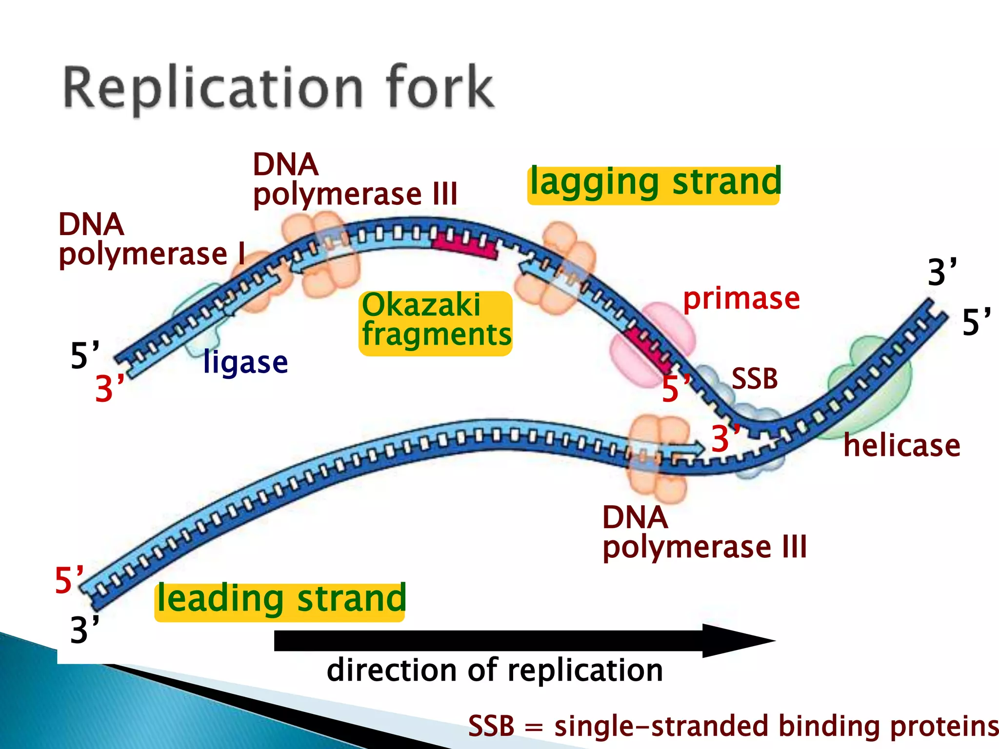 Replication In Eukaryotes and Prokaryotes | PPTX