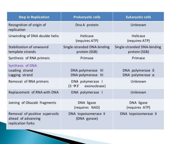 Replication In Eukaryotes and Prokaryotes | PPTX | Biological Sciences ...