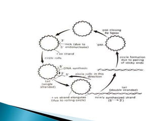Replication In Eukaryotes and Prokaryotes | PPTX