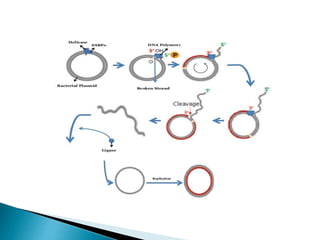 Replication In Eukaryotes and Prokaryotes | PPTX