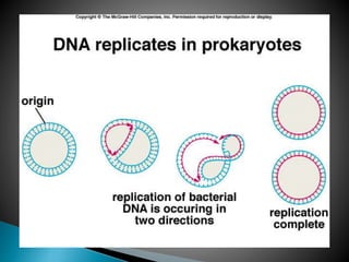 Replication In Eukaryotes and Prokaryotes | PPTX