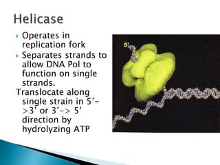 Replication In Eukaryotes and Prokaryotes | PPTX