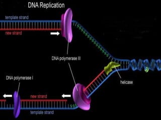 Replication In Eukaryotes and Prokaryotes | PPTX