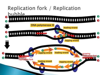 Replication In Eukaryotes and Prokaryotes | PPTX