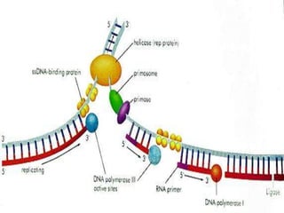 Replication In Eukaryotes and Prokaryotes | PPTX