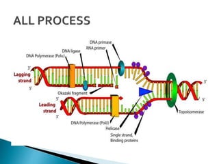 Replication In Eukaryotes and Prokaryotes | PPTX