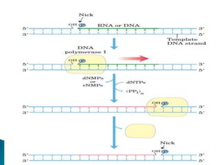 Replication In Eukaryotes and Prokaryotes | PPTX