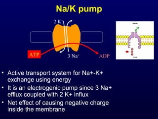 Na/K pump
• Active transport system for Na+-K+
exchange using energy
• It is an electrogenic pump since 3 Na+
efflux coupled with 2 K+ influx
• Net effect of causing negative charge
inside the membrane
3 Na+
2 K+
ATP ADP
 