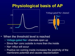 Physiological basis of AP
• When the threshold level is reached
– Voltage-gated Na+ channels open up
– Since Na+ conc outside is more than the inside
– Na+ influx will occur
– Positive ion coming inside increases the positivity of the
membrane potential and causes depolarisation
-70
+30
outside
inside
Na+
Voltage-gated Na+ channel
 