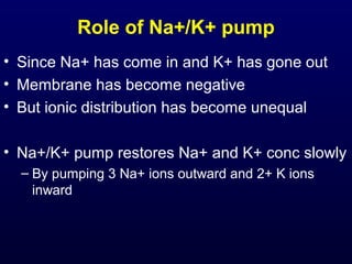 Role of Na+/K+ pump
• Since Na+ has come in and K+ has gone out
• Membrane has become negative
• But ionic distribution has become unequal
• Na+/K+ pump restores Na+ and K+ conc slowly
– By pumping 3 Na+ ions outward and 2+ K ions
inward
 
