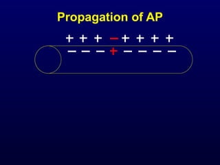 Propagation of AP
 