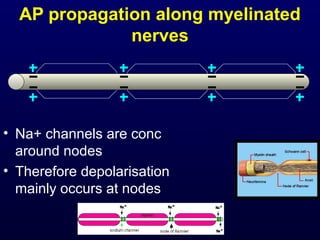 AP propagation along myelinated
nerves
• Na+ channels are conc
around nodes
• Therefore depolarisation
mainly occurs at nodes
 