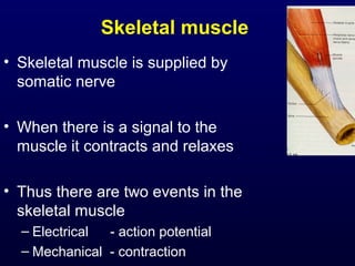 Skeletal muscle
• Skeletal muscle is supplied by
somatic nerve
• When there is a signal to the
muscle it contracts and relaxes
• Thus there are two events in the
skeletal muscle
– Electrical - action potential
– Mechanical - contraction
 