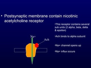 • Postsynaptic membrane contain nicotinic
acetylcholine receptor
Ach
Na+
•This receptor contains several
sub units (2 alpha, beta, delta
& epsilon)
•Ach binds to alpha subunit
•Na+ channel opens up
•Na+ influx occurs
 