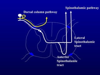Dorsal column pathway
Spinothalamic pathway
Lateral
Spinothalamic
tract
Anterior
Spinothalamic
tract
 