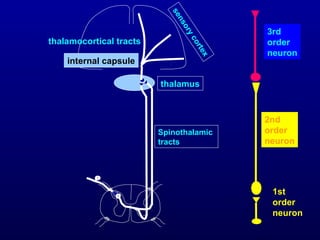 Spinothalamic
tracts
thalamus
thalamocortical tracts
sensorycortex
internal capsule
1st
order
neuron
2nd
order
neuron
3rd
order
neuron
 
