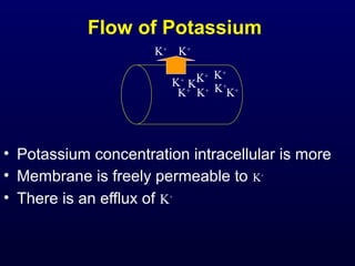 Flow of Potassium
• Potassium concentration intracellular is more
• Membrane is freely permeable to K+
• There is an efflux of K+
K+
K+K+
K+
K+ K+
K+
K+
K+
K+
 