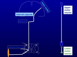 Medulla
m
otorcortex
internal capsule
Upper
motor
neuron
Lower
motor
neuron
anterior horn cell
 