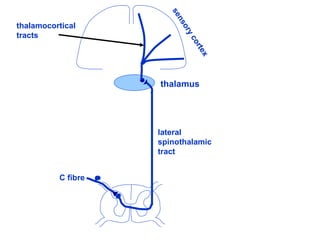 lateral
spinothalamic
tract
thalamus
sensorycortex
C fibre
thalamocortical
tracts
 