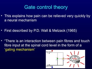 Gate control theory
• This explains how pain can be relieved very quickly by
a neural mechanism
• First described by P.D. Wall & Melzack (1965)
• “There is an interaction between pain fibres and touch
fibre input at the spinal cord level in the form of a
‘gating mechanism’
 
