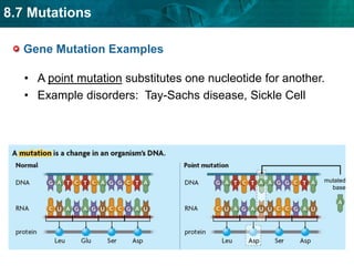 8.7 Mutations
Gene Mutation Examples
• A point mutation substitutes one nucleotide for another.
• Example disorders: Tay-Sachs disease, Sickle Cell
mutated
base
 