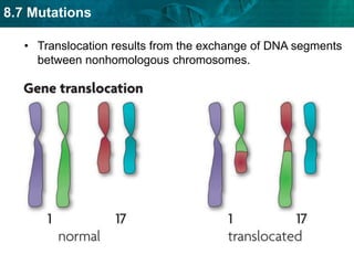 8.7 Mutations
• Translocation results from the exchange of DNA segments
between nonhomologous chromosomes.
 