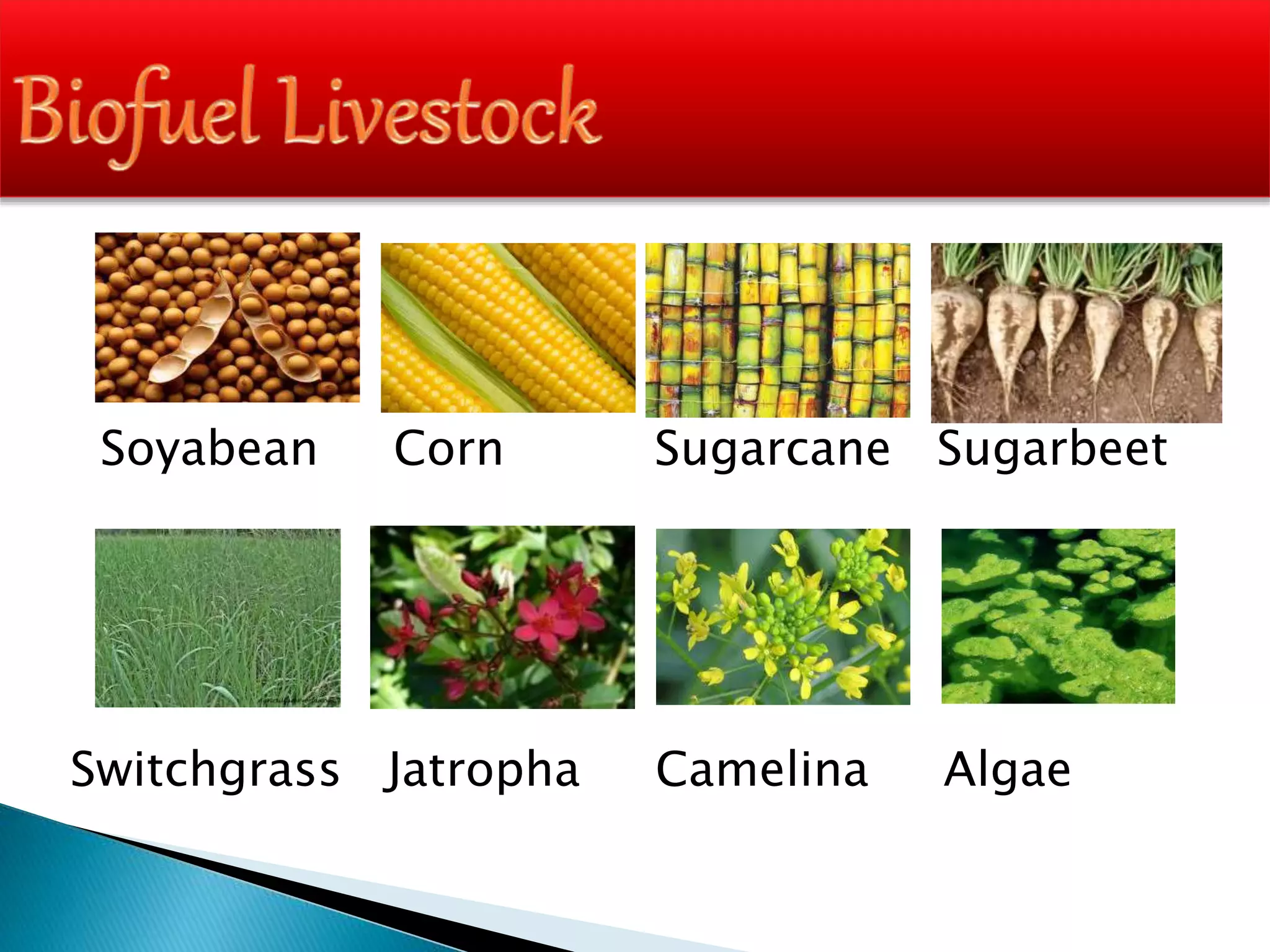 Soybean Corn
Soyabean Corn Sugarcane Sugarbeet
Switchgrass Jatropha Camelina Algae
 