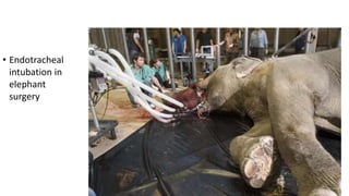 • Endotracheal
intubation in
elephant
surgery
 