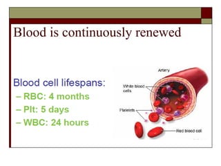 Blood is continuously renewed 