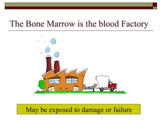 The Bone Marrow is the blood Factory May be exposed to damage or failure 