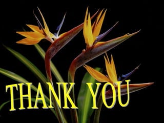 THANK  YOU  