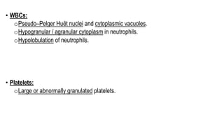 • WBCs:
oPseudo–Pelger Huët nuclei and cytoplasmic vacuoles.
oHypogranular / agranular cytoplasm in neutrophils.
oHypolobulation of neutrophils.
• Platelets:
oLarge or abnormally granulated platelets.
 