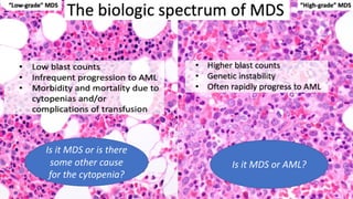 Is it MDS or is there
some other cause
for the cytopenia?
Is it MDS or AML?
 