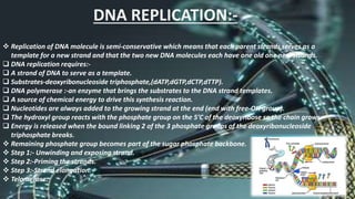DNA REPLICATION:-
 Replication of DNA molecule is semi-conservative which means that each parent strands serves as a
template for a new strand and that the two new DNA molecules each have one old one new strands.
 DNA replication requires:-
 A strand of DNA to serve as a template.
 Substrates-deoxyribonucleoside triphosphate,(dATP,dGTP,dCTP,dTTP).
 DNA polymerase :-an enzyme that brings the substrates to the DNA strand templates.
 A source of chemical energy to drive this synthesis reaction.
 Nucleotides are always added to the growing strand at the end (end with free-OH group).
 The hydroxyl group reacts with the phosphate group on the 5’C of the deoxyribose so the chain grows.
 Energy is released when the bound linking 2 of the 3 phosphate groups of the deoxyribonucleoside
triphosphate breaks.
 Remaining phosphate group becomes part of the sugar phosphate backbone.
 Step 1:- Unwinding and exposing strand.
 Step 2:-Priming the strands.
 Step 3:-Strand elongation.
 Telomerase.
 