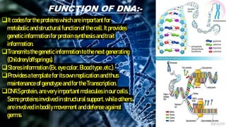 FUNCTION OF DNA:-
Itcodesfortheproteins whichareimportantfor
metabolicandstructuralfunctionofthe cell.Itprovides
geneticinformationfor proteinsynthesis andtrait
information.
Transmitsthegenetic informationtothe next generating
(Children/offsprings).
Stores information (Ex, eye color, Bloodtype ,etc.).
Provides atemplate foritsownreplicationandthus
maintenanceofgenotype andforthe Transcription.
DNA’Sprotein, areveryimportantmolecules inourcells.
Some proteins involved instructuralsupport, whileothers
areinvolved inbodilymovement anddefense against
germs.
 