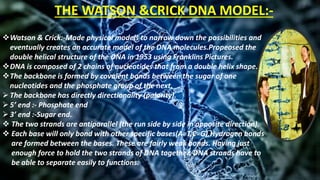 THE WATSON &CRICK DNA MODEL:-
Watson & Crick:-Made physical models to narrow down the possibilities and
eventually creates an accurate model of the DNA molecules.Propeosed the
double helical structure of the DNA in 1953 using Franklins Pictures.
DNA is composed of 2 chains of nucleotides that from a double helix shape.
The backbone is formed by covalent bonds between the sugar of one
nucleotides and the phosphate group of the next.
The backbone has directly directionality (polarity).
5’ end :- Phosphate end
3’ end :-Sugar end.
 The two strands are antiparallel (the run side by side in opposite direction).
 Each base will only bond with other specific bases(A=T,C=G).Hydrogen bonds
are formed between the bases. These are fairly weak bonds. Having just
enough force to hold the two strands of DNA together. DNA strands have to
be able to separate easily to functions.
 