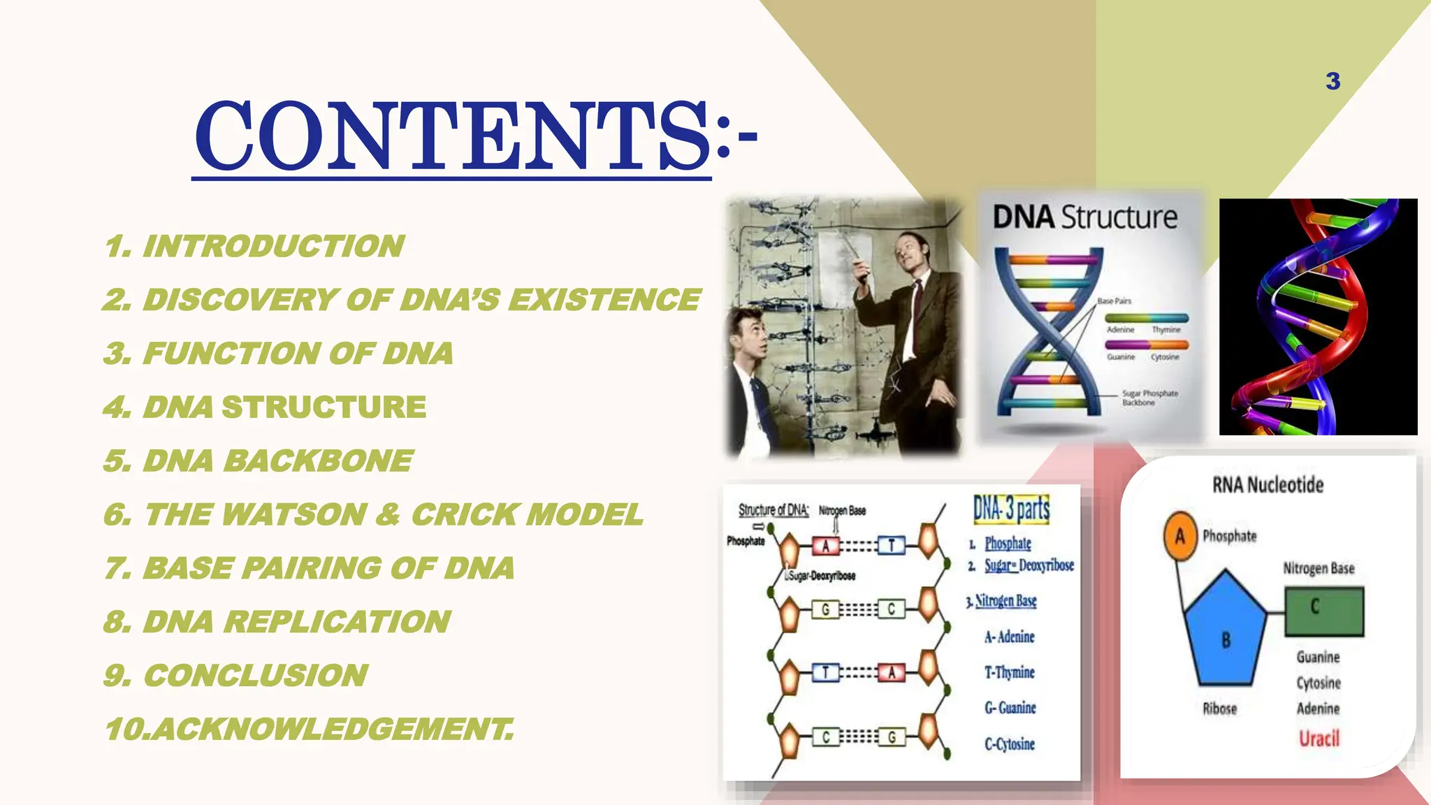 DNA structure and it's function by md saqlain umar.pptx