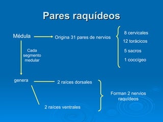 Pares raquídeos Médula Cada segmento medular genera 2 raíces dorsales 2 raíces ventrales Forman 2 nervios raquídeos Origina 31 pares de nervios 8 cervicales 12 torácicos 5 sacros 1 coccígeo 