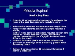 Médula Espinal Nervios Raquídeos Presenta 31 pares de nervios espinales. Formados por las raíces ant. y post. Cada segmento medular genera:  Raíz anterior: eferentes funciones motoras y vegetativas. Raíz posterior: aferente, sensitivas ( ganglio raquídeo o espinal) Ambas  raíces por fuera del ganglio raquídeo se unen para formar  el “ Nervio Raquídeo” (mixto), cada nervio raquideo luego de pasar por el agujero de conjunción se divide en dos ramas: anterior: forma los  plexos y los nervios intercostales. posterior: se distribuye en los músculos y  piel del dorso del cuello y tronco. Existen: 8 pares cervicales, 12 torácicos, 5 lumbares, 5 sacros, 5 coccígeos.  