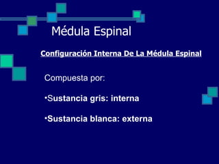 Médula Espinal Configuración Interna De La Médula Espinal Compuesta por: S ustancia gris: interna Sustancia blanca: externa 