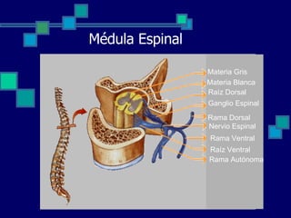 Médula Espinal Materia Gris Materia Blanca Raíz Dorsal Ganglio Espinal Rama Dorsal Nervio Espinal Rama Ventral Raíz Ventral Rama Autónoma 
