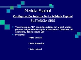 Médula Espinal Configuración Interna De La Médula Espinal SUSTANCIA GRIS Tiene forma de “H”, con astas grisdes ant y post uindas por una delgada omisura gris  q contiene al Conducto del epéndimo, donde circula LCF Presenta: *Asta Ventral *Asta Posterior *Asta Lateral 