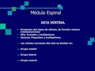 Médula Espinal ASTA VENTRAL Presentan dos tipos de células, de función motora (motoneuronas) Alfa: Grandes y multipolares  Gamma: Pequeñas y multipolares Las células nerviosas del asta se dividen en: Grupo medial Grupo lateral Grupo central  