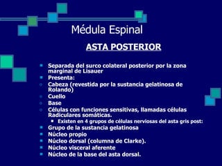 Médula Espinal ASTA POSTERIOR Separada del surco colateral posterior por la zona marginal de Lisauer Presenta:  Cabeza (revestida por la sustancia gelatinosa de Rolando) Cuello Base Células con funciones sensitivas, llamadas células Radiculares somáticas. Existen en 4 grupos de células nerviosas del asta gris post: Grupo de la sustancia gelatinosa  Núcleo propio Núcleo dorsal (columna de Clarke). Núcleo visceral aferente Núcleo de la base del asta dorsal.   