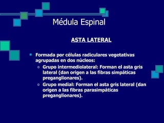 Médula Espinal ASTA LATERAL Formada por células radiculares vegetativas agrupadas en dos núcleos: Grupo intermediolateral: Forman el asta gris lateral (dan origen a las fibras simpáticas preganglionares).  Grupo medial: Forman el asta gris lateral (dan origen a las fibras parasimpáticas preganglionares). 