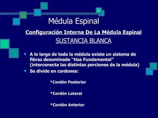 Médula Espinal Configuración Interna De La Médula Espinal SUSTANCIA BLANCA A lo largo de toda la médula existe un sistema de fibras denominado “Haz Fundamental” (interconecta las distintas porciones de la médula) Se divide en cordones: *Cordón Posterior *Cordón Lateral *Cordón Anterior 