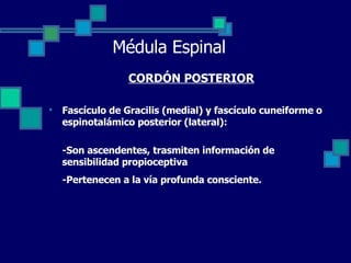 Médula Espinal CORDÓN POSTERIOR Fascículo de Gracilis (medial) y fascículo cuneiforme o espinotalámico posterior (lateral):  -Son ascendentes, trasmiten información de sensibilidad propioceptiva -Pertenecen a la vía profunda consciente.   