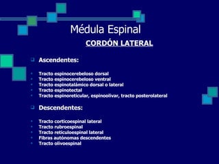 Médula Espinal CORDÓN LATERAL Ascendentes: Tracto espinocerebeloso dorsal Tracto espinocerebeloso ventral Tracto espinotalámico dorsal o lateral Tracto espinotectal Tracto espinoreticular, espinoolivar, tracto posterolateral Descendentes: Tracto corticoespinal lateral Tracto rubroespinal Tracto reticuloespinal lateral Fibras autónomas descendentes Tracto olivoespinal 