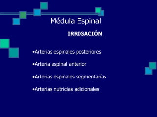 Médula Espinal IRRIGACIÓN  Arterias espinales posteriores Arteria espinal anterior Arterias espinales segmentarías Arterias nutricias adicionales 